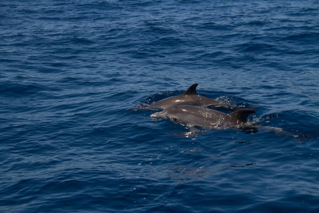 Pareja de delfines